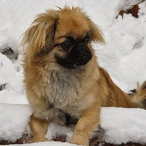 Zoé participe au concours pour gagner de l'argent avec cette photo : canidae, carnivore, companion_dog, dog, dog_breed, eye, fawn, fur, head, liver, primate, snout, snow, sporting_group, terrestrial_animal, toy_dog, whiskers, wildlife, winter, working_animal