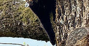 Virgule a rejoint le concours — aidez-le/la à gagner de superbes lots ! cat, black_cat, tree, bark, outdoor, nature, animal, yellow_eyes, paw, curious, wildlife, branch, sunlight, fur, climbing, wood, moss, closeup, pet, daylight