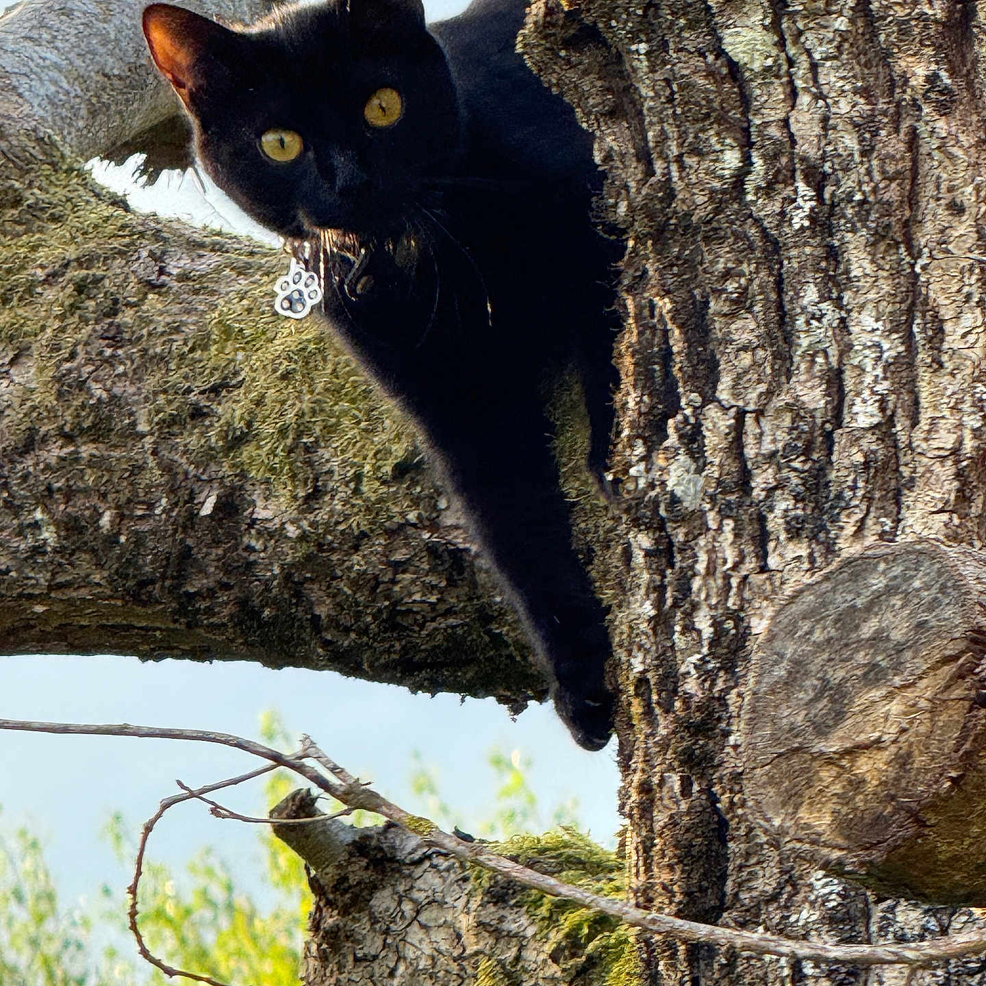Virgule a rejoint le concours — aidez-le/la à gagner de superbes lots ! cat, black_cat, tree, bark, outdoor, nature, animal, yellow_eyes, paw, curious, wildlife, branch, sunlight, fur, climbing, wood, moss, closeup, pet, daylight
