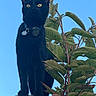 Virgule a rejoint le concours — aidez-le/la à gagner de superbes lots ! black_cat, cat, animal, pet, outdoor, tree_stump, green_leaves, collar, blue_sky, nature, whiskers, feline, curious, sunlight, close_up, young_cat, alert, standing, wildlife, daytime