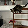 tabby_cat, cat, wooden_ladder, bunk_bed, bed, pillow, mickey_mouse_plush, blanket, bedroom, indoor, furniture, curious_cat, pet, animal, domestic, cozy, soft_lighting, patterned_bedding, resting_place, home_interior