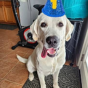 Tucker is registered to the contest to win money with this photo: animal, canine, clothing, dog, face, goldenretriever, hardwood, hat, head, homedecor, hound, labradorretriever, partyhat, person, pet, photography, portrait, puppy, rug, wood