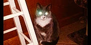 Martini Coons is registered to the contest to win money with this photo: animal, brown_wall, cat, cute, domestic_cat, feline, flash_effect, flooring, furniture, glowing_eyes, gray_cat, household, indoor, night_photo, pet, shadow, sitting, tile_floor, white_chest, wooden_chair