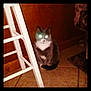 animal, brown_wall, cat, cute, domestic_cat, feline, flash_effect, flooring, furniture, glowing_eyes, gray_cat, household, indoor, night_photo, pet, shadow, sitting, tile_floor, white_chest, wooden_chair