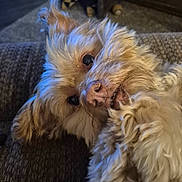 Cooper is registered to the contest to win money with this photo: animal, beige, brown, canine, close_up, cozy, cute, dog, ears, face, fluffy, fur, indoors, lying_down, nostrils, pet, portrait, relaxed, texture, whiskers