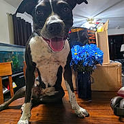 Cookie is registered to the contest to win money with this photo: dog, black_and_white, happy, tongue_out, indoor, table, flowers, blue_flowers, vase, cardboard_boxes, wooden_table, pet, smiling, animal, domestic, canine, furniture, chair, curtains, headphones