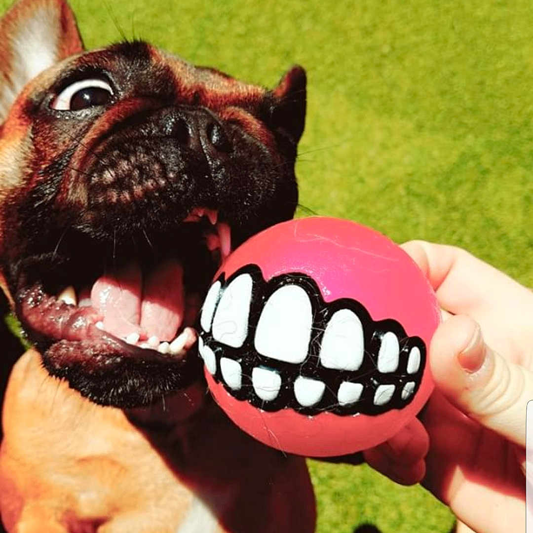 Lelou is registered to the contest to win money with this photo: animal, ball, bodypart, boxer, bulldog, canine, dog, football, frenchbulldog, grass, mouth, pet, plant, puppy, soccer, soccerball, sphere, sport, tennis, tennisball