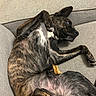 dog, brindle, lying_down, couch, pet, indoor, relaxed, playful, fur, mammal, animal, paw, ears, nose, sideways_glance, belly, cute, domestic_animal, canine, resting