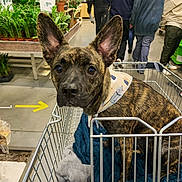 Ulma a rejoint le concours — aidez-le/la à gagner de superbes lots ! dog, brindle, shopping_cart, blanket, plant, indoor, store, people, walking, clothing, floor, ear, pet, animal, retail, aisle, greenery, canine, bandana, curious