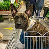 dog, brindle, shopping_cart, blanket, plant, indoor, store, people, walking, clothing, floor, ear, pet, animal, retail, aisle, greenery, canine, bandana, curious