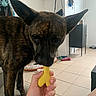 Ulma a rejoint le concours — aidez-le/la à gagner de superbes lots ! dog, brindle, pet, toy, hand, indoor, living_room, floor, tile, ears, nibble, curious, furniture, black, brown, animal, play, person, home, chew