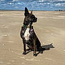 Ulma a rejoint le concours — aidez-le/la à gagner de superbes lots ! dog, beach, sand, cloudy_sky, collar, brindle_coat, outdoor, pet, animal, sitting, shadow, sky, nature, canine, landscape, sea, shoreline, daytime, quiet, alert