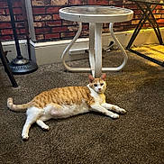 Alice joined the competition — help win amazing prizes! cat, orange_cat, white_cat, carpet, indoor, table, round_table, brick_wall, wallpaper, lamp, floor_lamp, furniture, pet, animal, relaxed, lying_down, cozy, home_interior, curious, domestic_cat