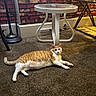 cat, orange_cat, white_cat, carpet, indoor, table, round_table, brick_wall, wallpaper, lamp, floor_lamp, furniture, pet, animal, relaxed, lying_down, cozy, home_interior, curious, domestic_cat