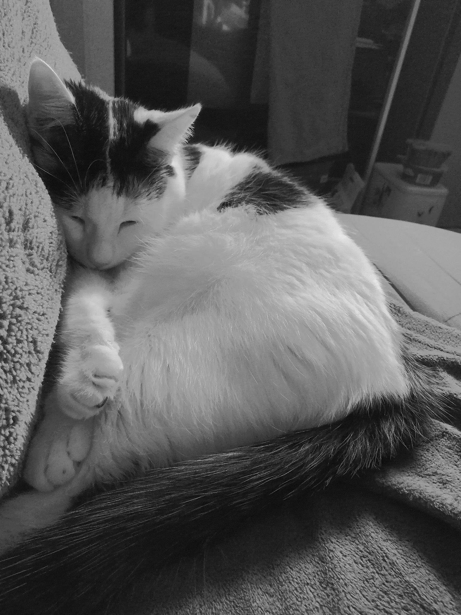 Aslan participe au concours pour gagner de l'argent avec cette photo : aegean_cat, asian, black_and_white, carnivore, cat, domestic_short_haired_cat, ear, felidae, fur, kitten, monochrome, monochrome_photography, nap, sleep, small_to_medium_sized_cats, snout, style, turkish_van, whiskers, white
