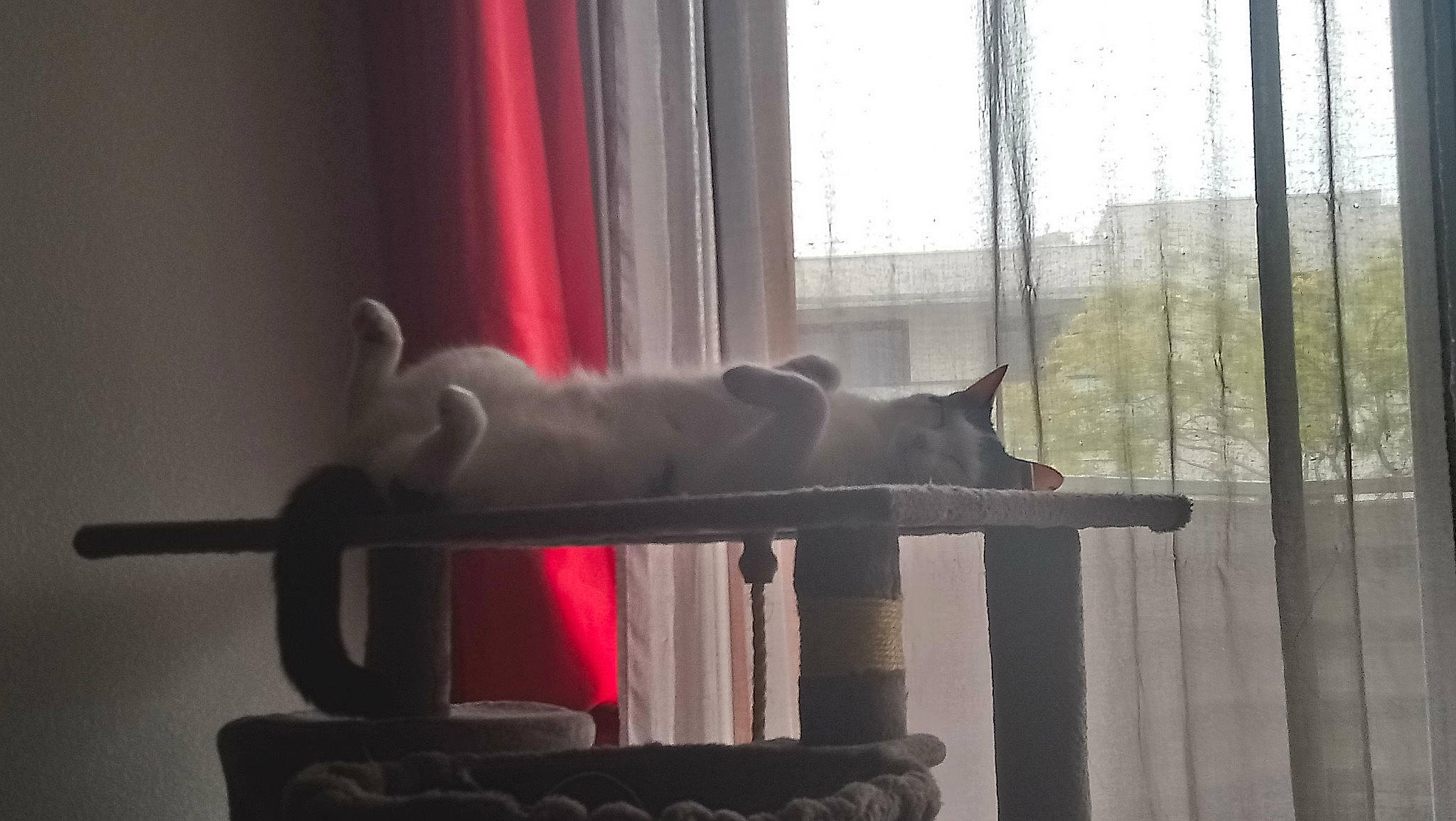 Aslan participe au concours pour gagner de l'argent avec cette photo : british_shorthair, cat, curtain, felidae, interior_design, russian_blue, small_to_medium_sized_cats, tail, textile, whiskers, window, window_treatment