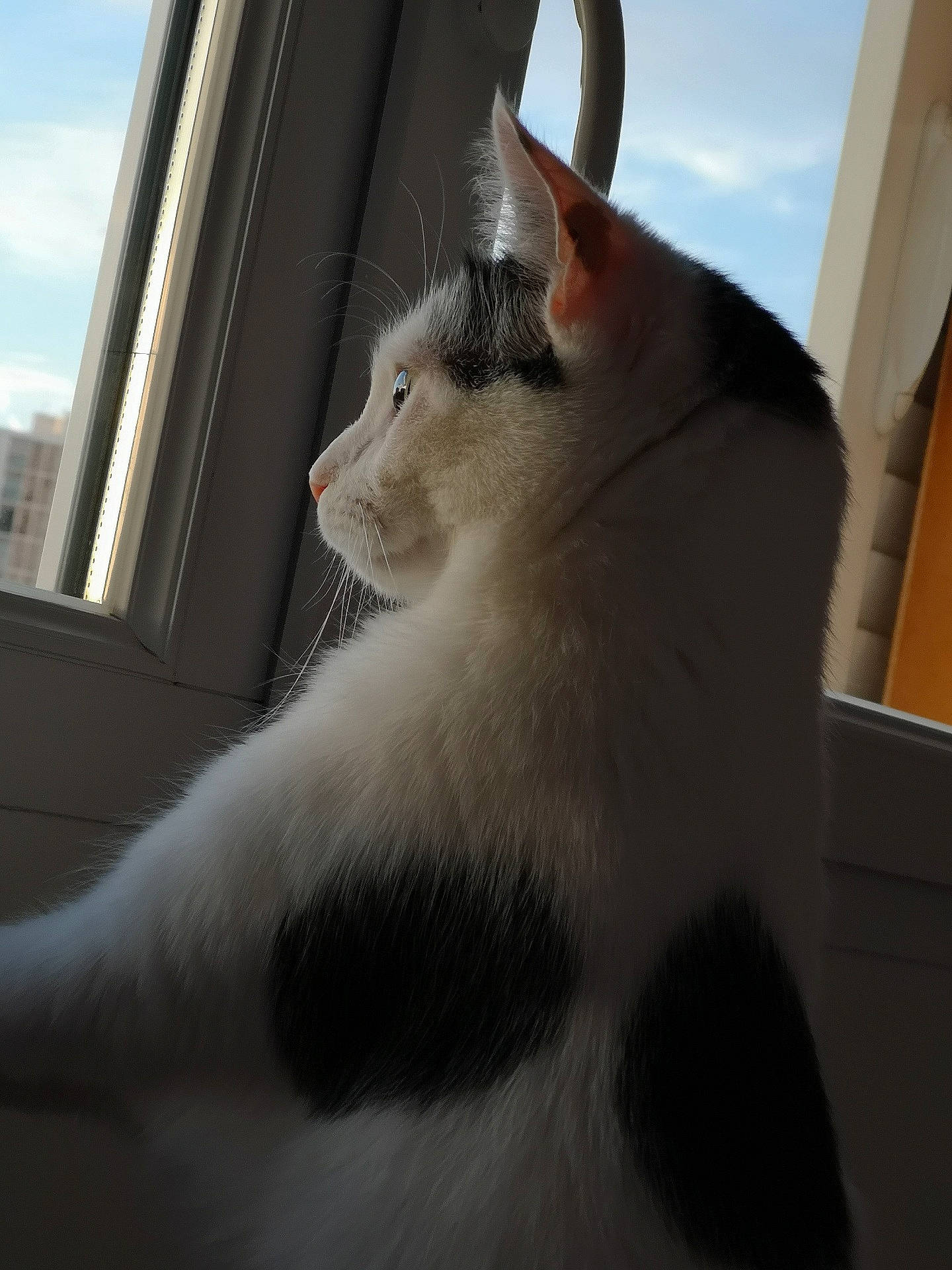 Aslan participe au concours pour gagner de l'argent avec cette photo : aegean_cat, carnivore, cat, ear, felidae, fur, japanese_bobtail, paw, polydactyl_cat, ragdoll, small_to_medium_sized_cats, snout, tail, turkish_angora, turkish_van, whiskers, window