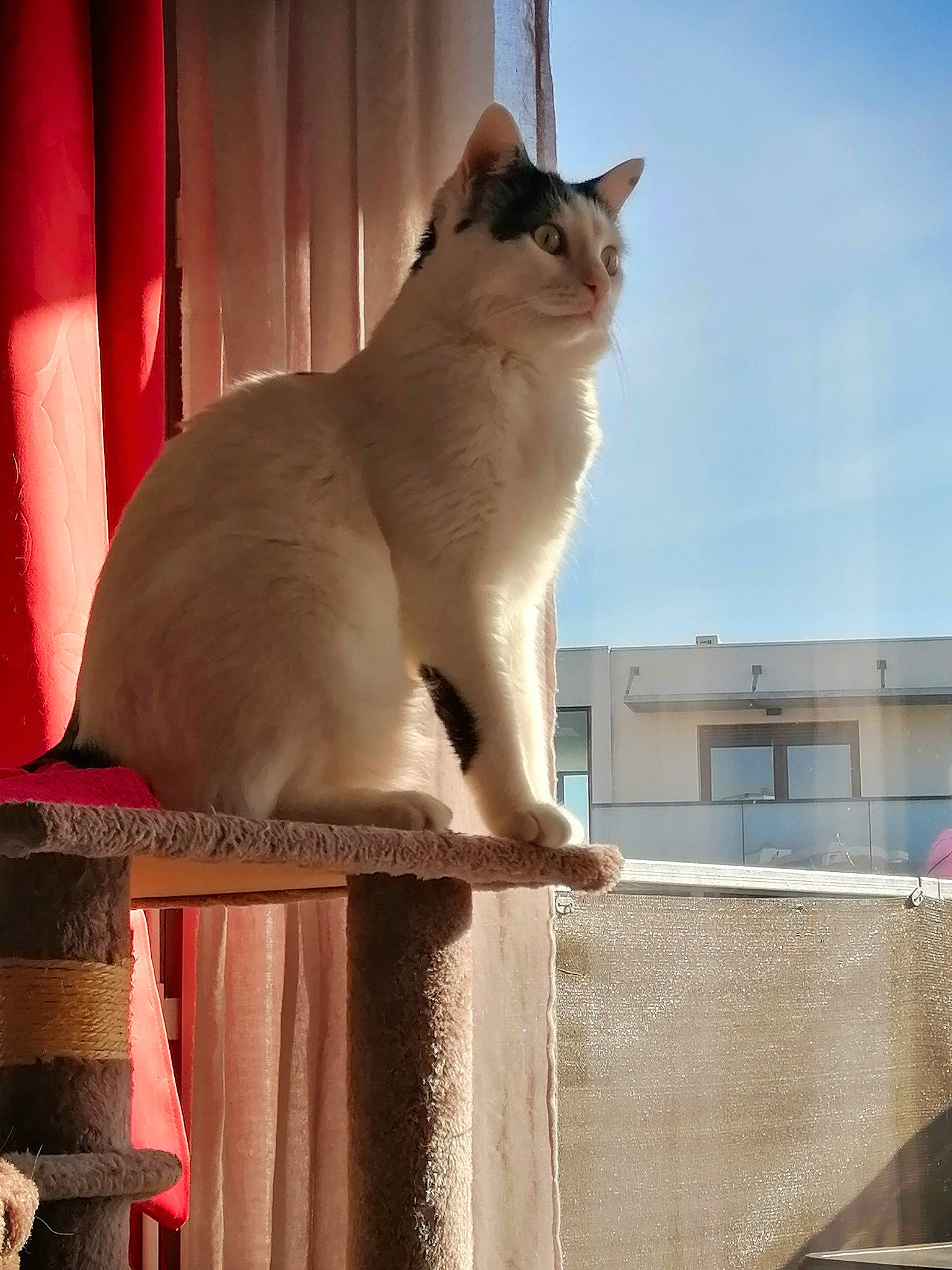 Aslan