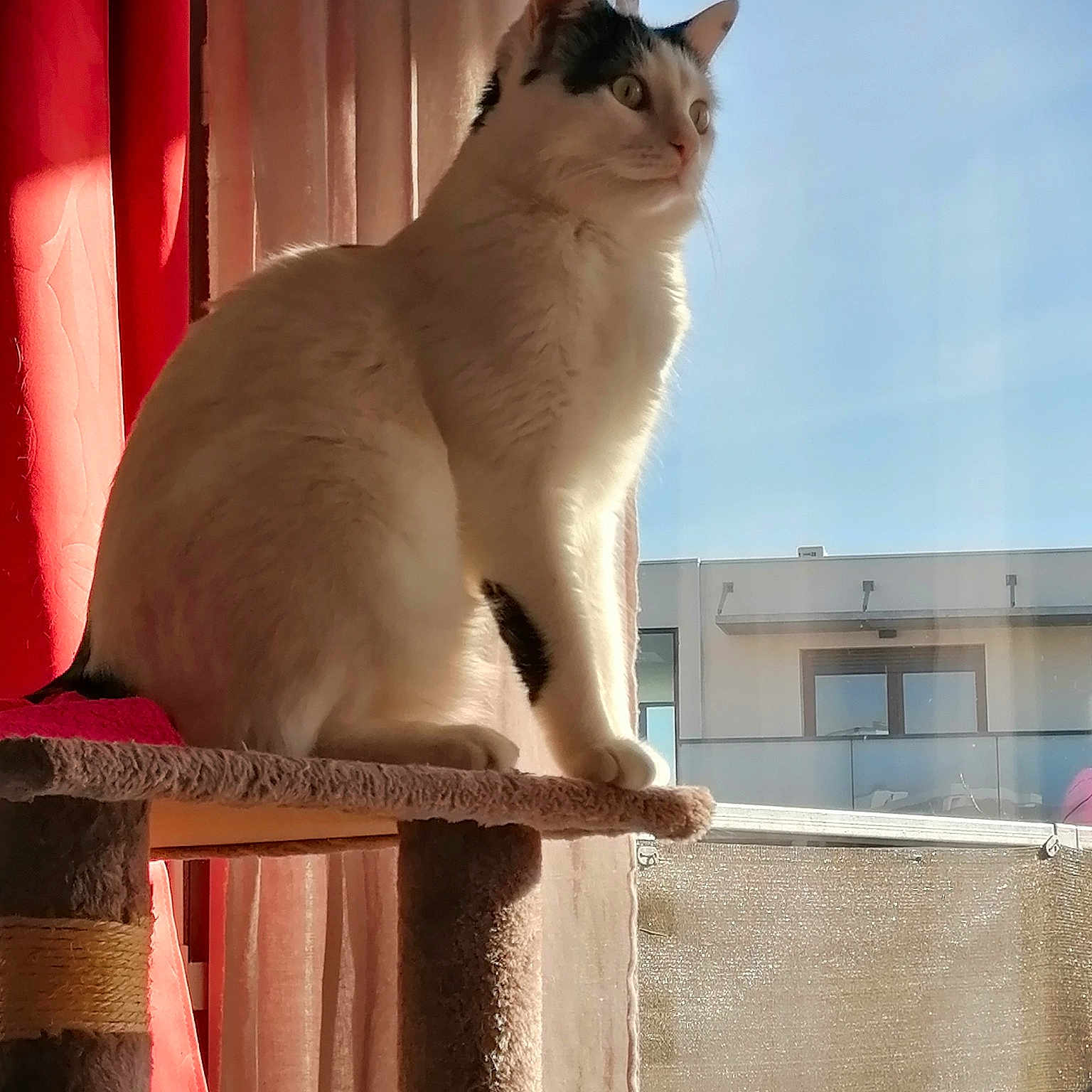 Aslan