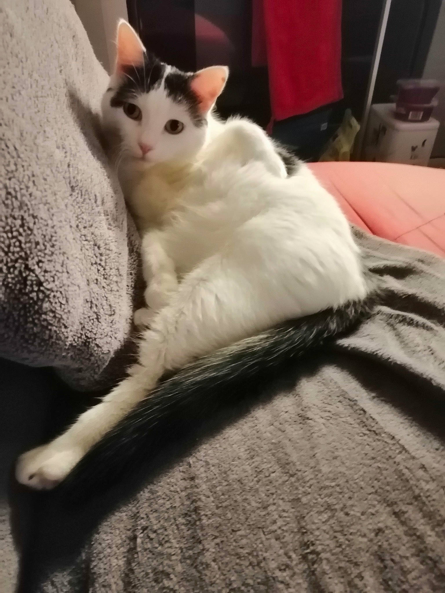 Aslan participe au concours pour gagner de l'argent avec cette photo : aegean_cat, carnivore, cat, colorpoint_shorthair, domestic_short_haired_cat, ear, eye, felidae, fur, japanese_bobtail, kitten, mammal, ragdoll, skin, small_to_medium_sized_cats, tail, turkish_angora, turkish_van, whiskers