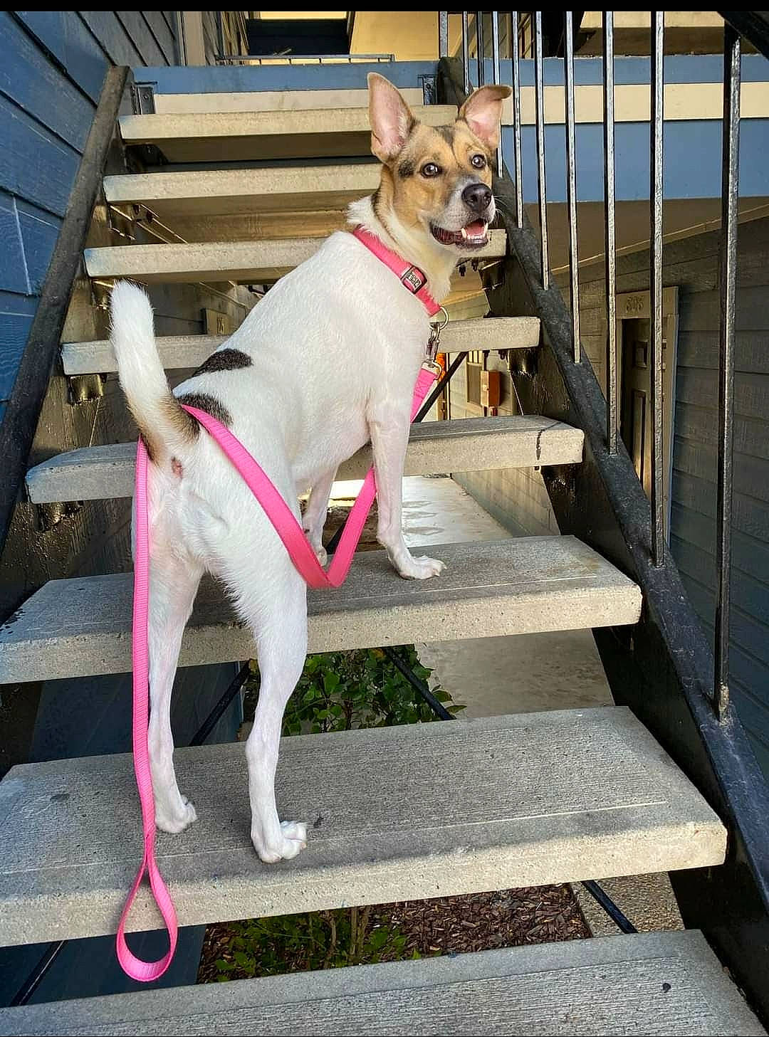 Tequila joined the competition — help win amazing prizes! canidae, carnivore, collar, companion_dog, dog, dog_breed, dog_collar, dog_supply, eyewear, fawn, fence, leash, line, pet_supply, pink, snout, sporting_group, tail, wood, working_animal