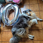 Saito a rejoint le concours — aidez-le/la à gagner de superbes lots ! dog, shetland_sheepdog, balloons, number_10, floor, tile_floor, indoor, pet, animal, fur, laying_down, celebration, home, furniture, basket, blanket, cozy, relaxed, decor, household