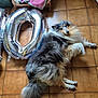 dog, shetland_sheepdog, balloons, number_10, floor, tile_floor, indoor, pet, animal, fur, laying_down, celebration, home, furniture, basket, blanket, cozy, relaxed, decor, household