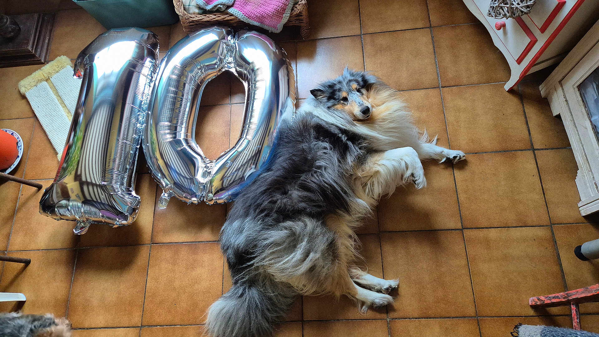 Saito a rejoint le concours — aidez-le/la à gagner de superbes lots ! dog, shetland_sheepdog, balloons, number_10, floor, tile_floor, indoor, pet, animal, fur, laying_down, celebration, home, furniture, basket, blanket, cozy, relaxed, decor, household