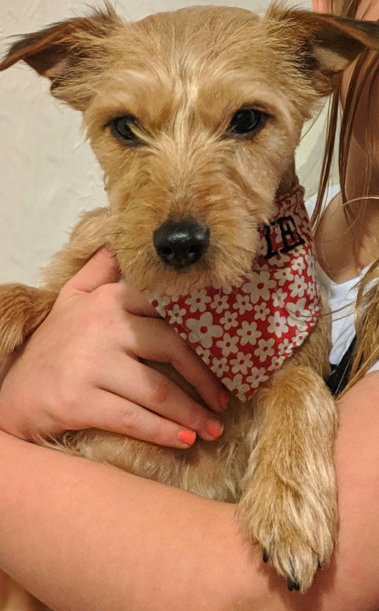 Pixie is registered to the contest to win money with this photo: cairn_terrier, canidae, carnivore, companion_dog, dog, dog_breed, dutch_smoushond, fawn, maltepoo, mammal, norfolk_terrier, norwich_terrier, puppy, rare_breed_dog, schnoodle, sporting_group, sporting_lucas_terrier, terrier, vertebrate, yorkipoo