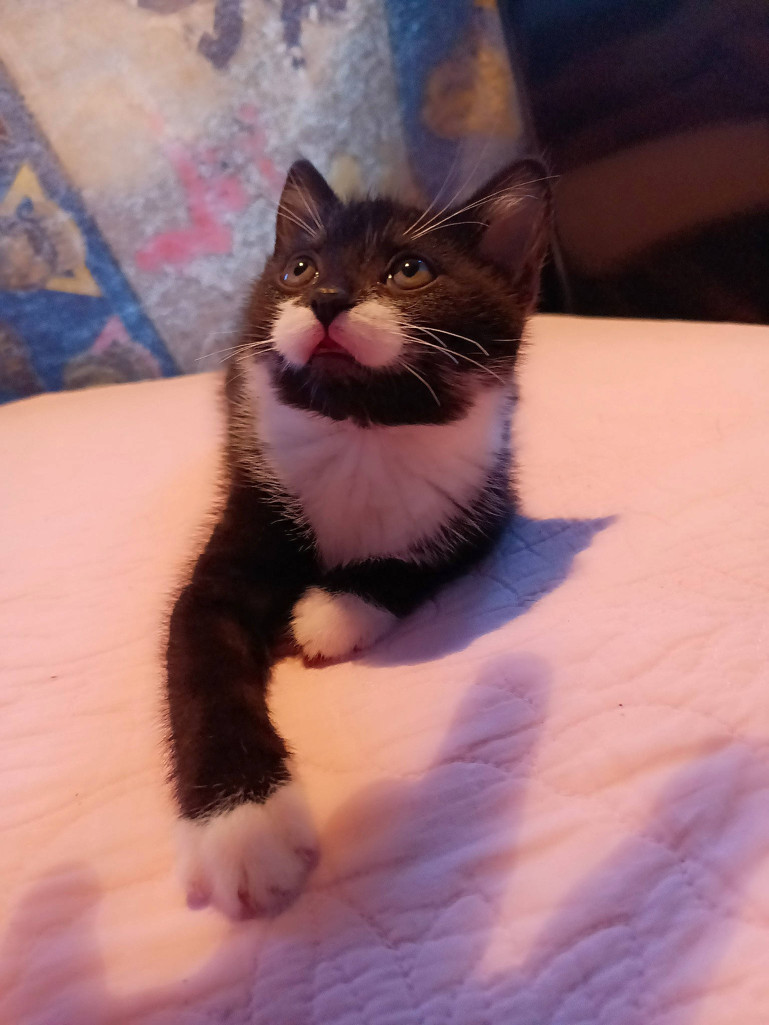 Bugs joined the competition — help win amazing prizes! carnivore, cat, comfort, domestic_short_haired_cat, eye, felidae, foot, fur, head, human_body, iris, nose, paw, sitting, small_to_medium_sized_cats, snout, tail, tints_and_shades, whiskers, window