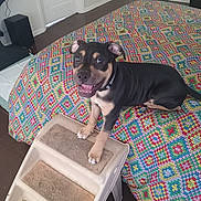 Colonel Sanders is registered to the contest to win money with this photo: animal, bed, black_and_tan, carpeted_steps, collar, colorful, cute, dog, domestic, door, floor, fur, happy, indoor, pattern, pet, playful, puppy, smiling, young_dog