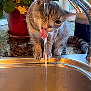 Chimken is registered to the contest to win money with this photo: cat, tabby_cat, water, kitchen_sink, faucet, potted_plant, countertop, indoor, playful, curious, licking, window, greenery, domestic, pet, animal, houseplant, drinking, water_stream, home