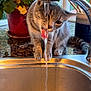 cat, tabby_cat, water, kitchen_sink, faucet, potted_plant, countertop, indoor, playful, curious, licking, window, greenery, domestic, pet, animal, houseplant, drinking, water_stream, home