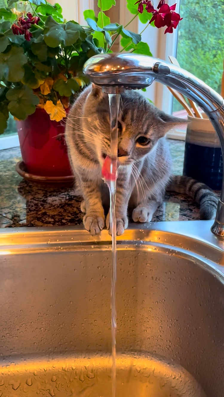 Chimken is registered to the contest to win money with this photo: cat, tabby_cat, water, kitchen_sink, faucet, potted_plant, countertop, indoor, playful, curious, licking, window, greenery, domestic, pet, animal, houseplant, drinking, water_stream, home