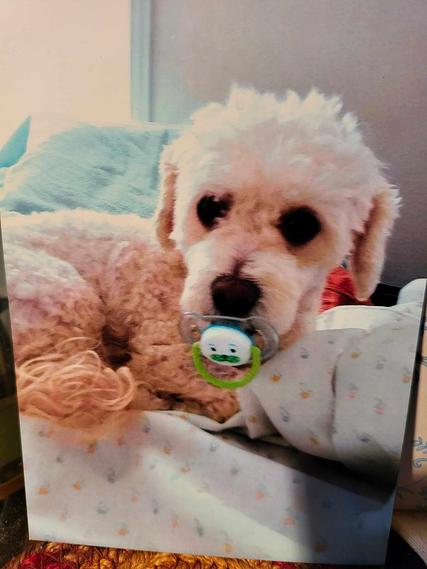 Coco Chanel is registered to the contest to win money with this photo: dog, bed, blanket, pacifier, curly_hair, pet, indoor, cute, animal, lying_down, white_fur, cozy, resting, domestic_animal, fur, sleepy, close_up, nose, ears, comfort