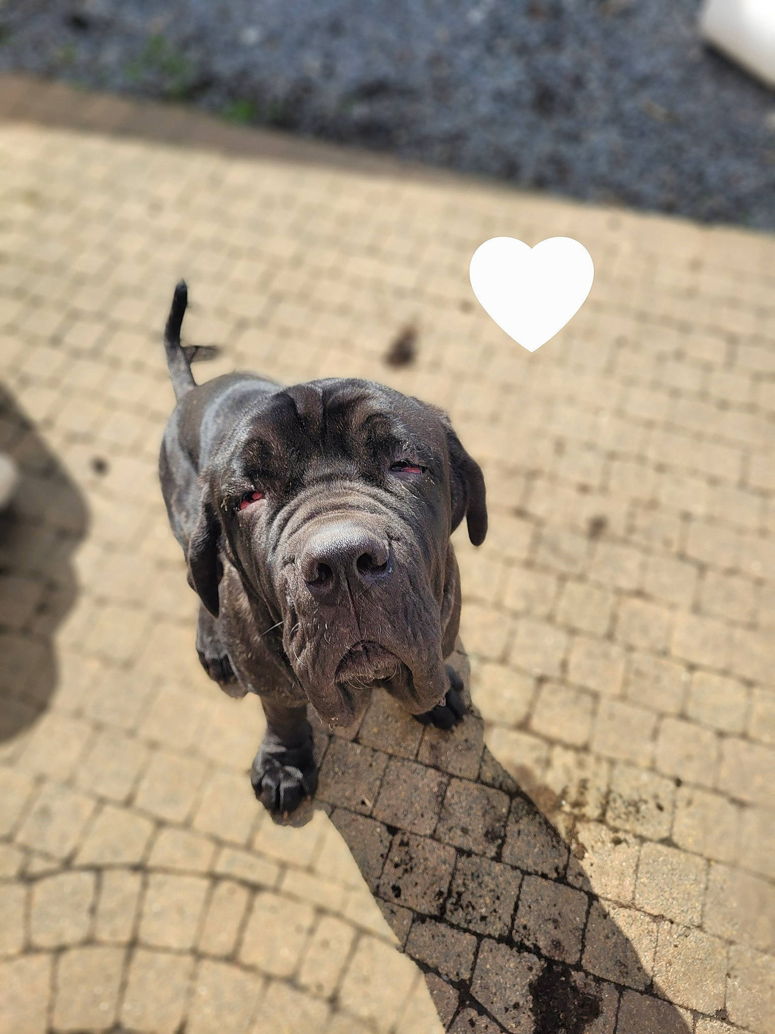 Black a rejoint le concours — aidez-le/la à gagner de superbes lots ! carnivore, collar, companion_dog, dog, dog_breed, dog_collar, dog_supply, fawn, flooring, french_bulldog, guard_dog, leash, pet_supply, schnauzer, snout, sporting_group, toy_dog, wood, working_animal, wrinkle