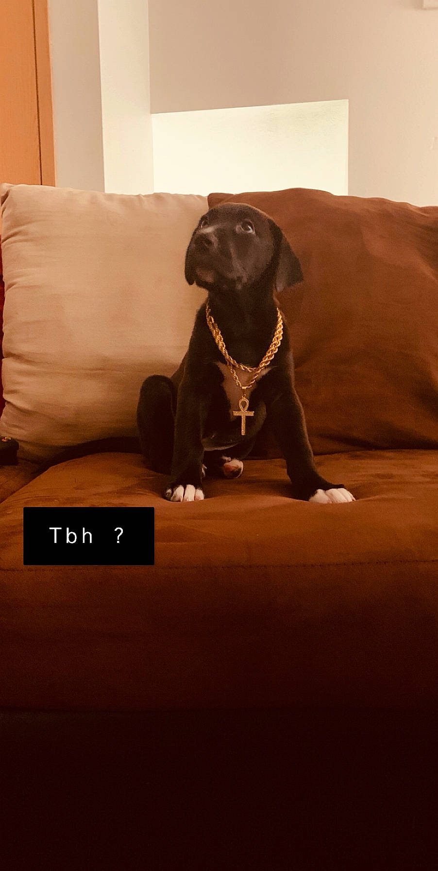 Athena is registered to the contest to win money with this photo: canidae, carnivore, companion_dog, dog, dog_breed, great_dane, guard_dog, labrador_retriever, pointer, puppy, snout, sporting_group