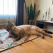 Leo joined the competition — help win amazing prizes! cat, table, plant, curtain, window, candles, floor, indoor, furniture, domestic, pet, relaxed, lying_down, wooden_surface, decor, tablecloth, home, cozy, resting, animal