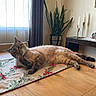 cat, table, plant, curtain, window, candles, floor, indoor, furniture, domestic, pet, relaxed, lying_down, wooden_surface, decor, tablecloth, home, cozy, resting, animal