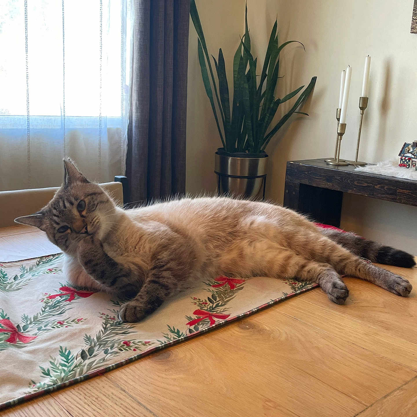 Leo joined the competition — help win amazing prizes! cat, table, plant, curtain, window, candles, floor, indoor, furniture, domestic, pet, relaxed, lying_down, wooden_surface, decor, tablecloth, home, cozy, resting, animal