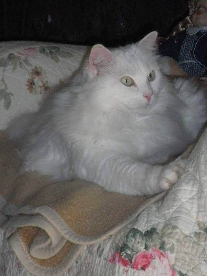 Prince