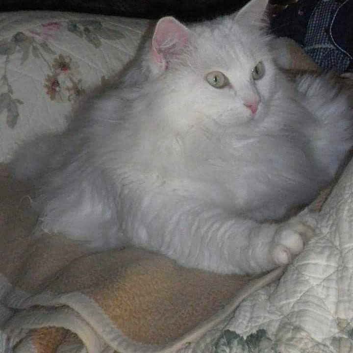 Prince