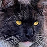 Tchoupi participe au concours pour gagner de l'argent avec cette photo : alert, animal, black_cat, cat, close_up, ears, face, feline, fluffy, fur, greenery, majestic, nature, outdoor, pet, portrait, whiskers, white_fur, yellow_eyes
