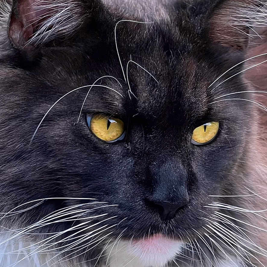 Tchoupi participe au concours pour gagner de l'argent avec cette photo : alert, animal, black_cat, cat, close_up, ears, face, feline, fluffy, fur, greenery, majestic, nature, outdoor, pet, portrait, whiskers, white_fur, yellow_eyes