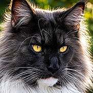 Tchoupi participe au concours pour gagner de l'argent avec cette photo : cat, maine_coon, black_and_white, yellow_eyes, fluffy_fur, portrait, animal, pet, outdoor, nature, closeup, whiskers, ears, feline, mammal, wild_look, soft_light, green_background, majestic, focused