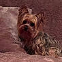 Vanille participe au concours pour gagner de l'argent avec cette photo : dog, yorkshire_terrier, pet, small_dog, fluffy, fur, ears, face, muzzle, whiskers, blanket, pillow, sofa, couch, indoor, portrait, brown, tan, relaxed, cozy