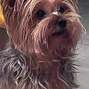 Vanille a rejoint le concours — aidez-le/la à gagner de superbes lots ! dog, yorkshire_terrier, pet, fur, portrait, close_up, indoor, cute, brown_fur, black_nose, whiskers, ears, tile_floor, head_tilt, small_dog, mammal, gaze, fuzzy, companion, looking_up