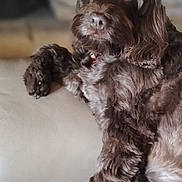 Chocolat a rejoint le concours — aidez-le/la à gagner de superbes lots ! dog, brown_fur, pet, couch, indoor, relaxed, fluffy, canine, portrait, animal, fur, paw, seated, companion, domestic, friendly, cute, mammal, closeup, household