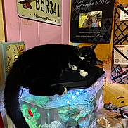 Socks joined the competition — help win amazing prizes! cat, fish_tank, fish, black_and_white_cat, indoor, decor, photo_frame, license_plate, light_switch, plant, aquarium, furniture, towel, toy, table, lighting, pet, curious, animal, relaxing