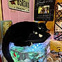 cat, fish_tank, fish, black_and_white_cat, indoor, decor, photo_frame, license_plate, light_switch, plant, aquarium, furniture, towel, toy, table, lighting, pet, curious, animal, relaxing